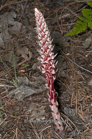 allotropa virgata 1 graphic